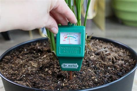 potted plant dry on tope moisture meter says moist|how to measure moisture in plants.